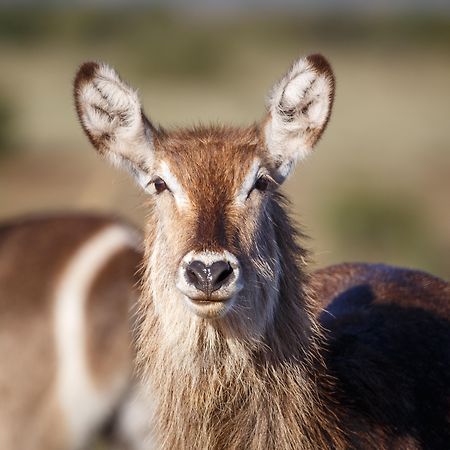 Bukela Game Lodge - Амакала-Ґейм-Резерв Екстер'єр фото