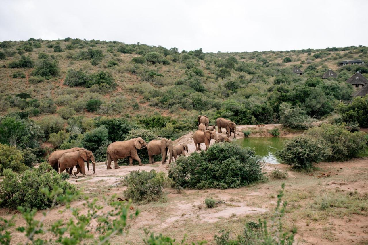 Bukela Game Lodge - Амакала-Ґейм-Резерв Екстер'єр фото