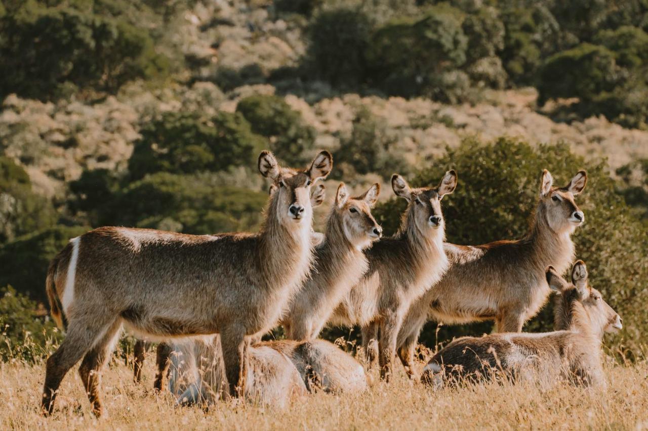 Bukela Game Lodge - Амакала-Ґейм-Резерв Екстер'єр фото