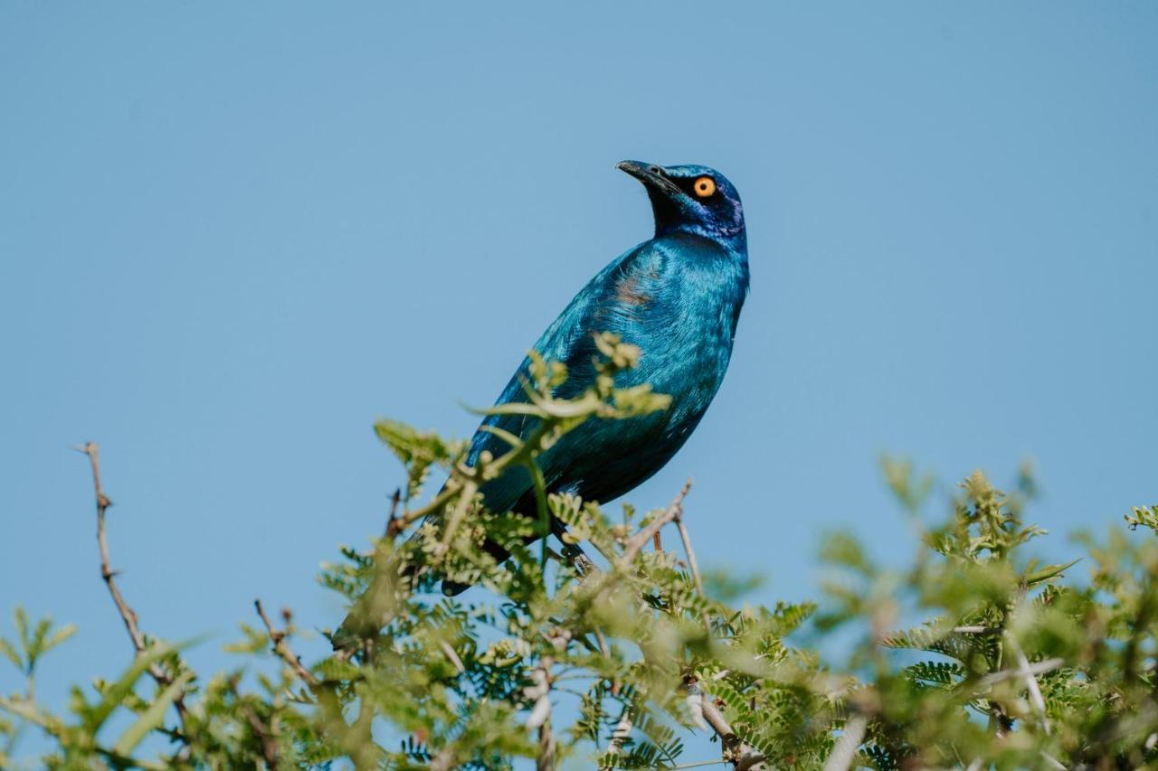 Bukela Game Lodge - Амакала-Ґейм-Резерв Екстер'єр фото