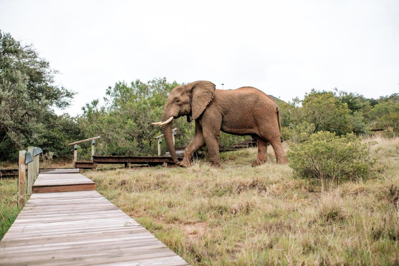 Bukela Game Lodge - Амакала-Ґейм-Резерв Екстер'єр фото
