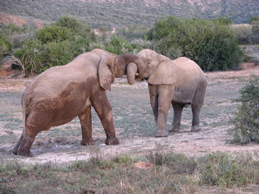 Bukela Game Lodge - Амакала-Ґейм-Резерв Екстер'єр фото