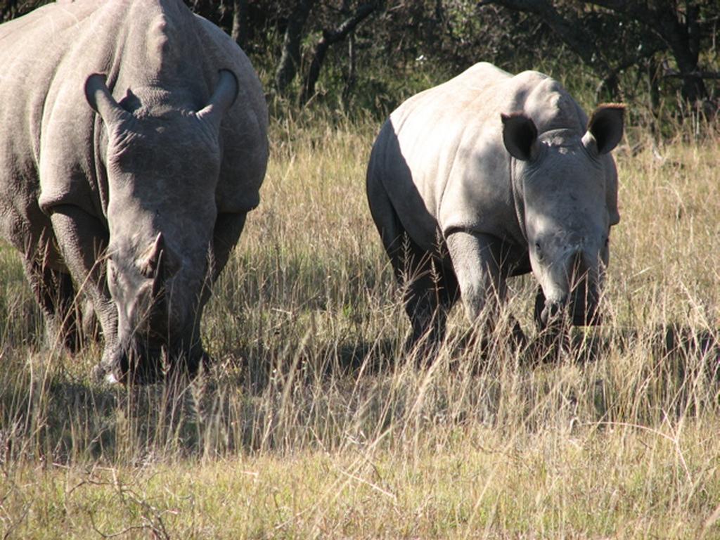 Bukela Game Lodge - Амакала-Ґейм-Резерв Екстер'єр фото