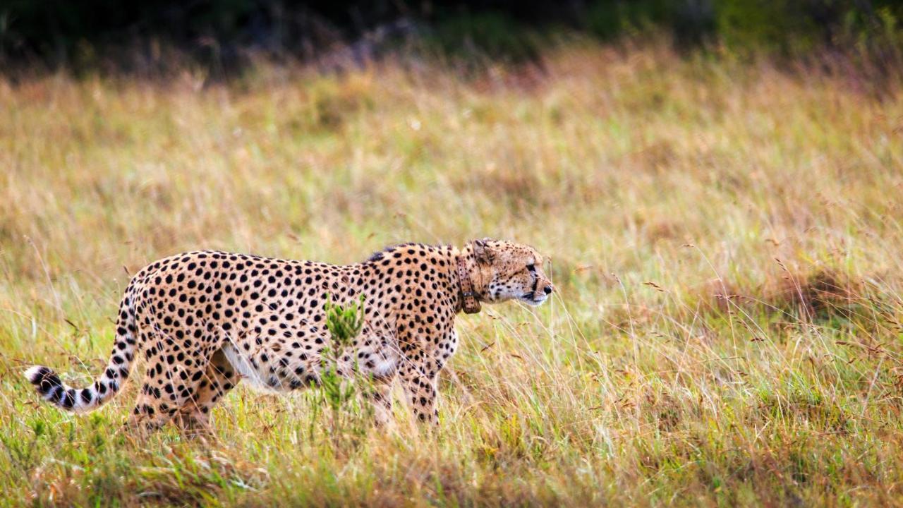 Bukela Game Lodge - Амакала-Ґейм-Резерв Екстер'єр фото